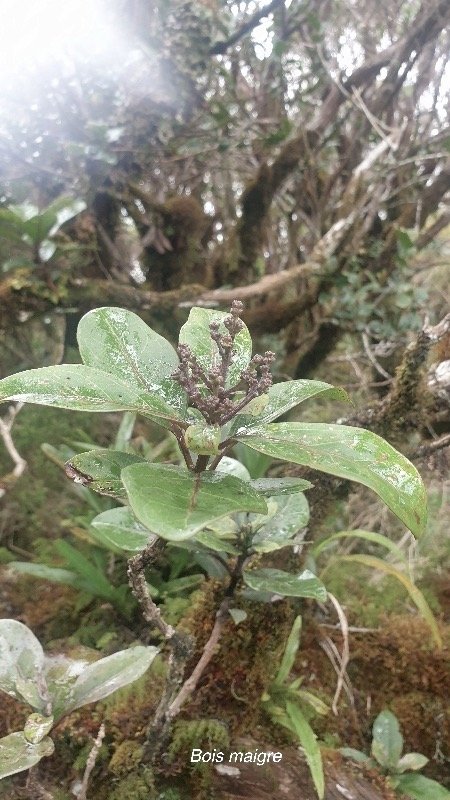 Nuxia verticillata Bois maigre Stilbaceae Endémique La Réunion,Maurice 29.jpeg