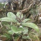 Nuxia verticillata Bois maigre Stilbaceae Endémique La Réunion,Maurice 29.jpeg