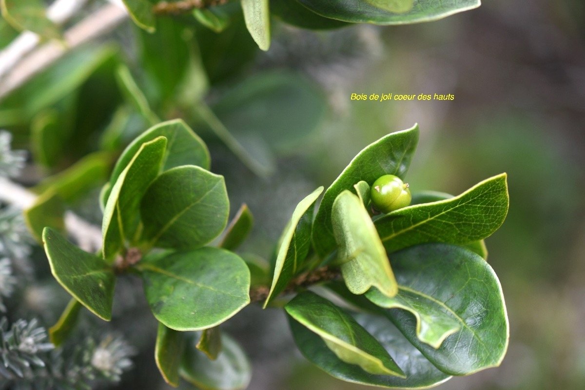Pittosporum senacia subsp.jpeg