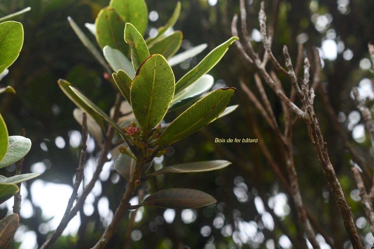 Sideroxylon borbonicum Bois de fer ba?tard  Sapotaceae Endémique La Réunion 7462.jpeg