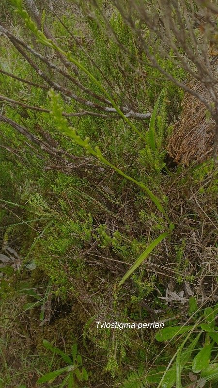 Tylostigma perrieri Orchidacea e Indigène La Réunion 46.jpeg