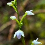 Cynorkis coccinelloides.orchidaceae.endémique Madagascar Mascareignes..jpeg