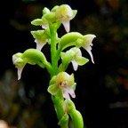 Cynorkis falcata (Cynorkis micrantha ) orchidaceae .endémique Réunion. (1).jpeg