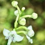 Cynorkis trilinguis.orchidaceae.endémique Réunion. (2).jpeg