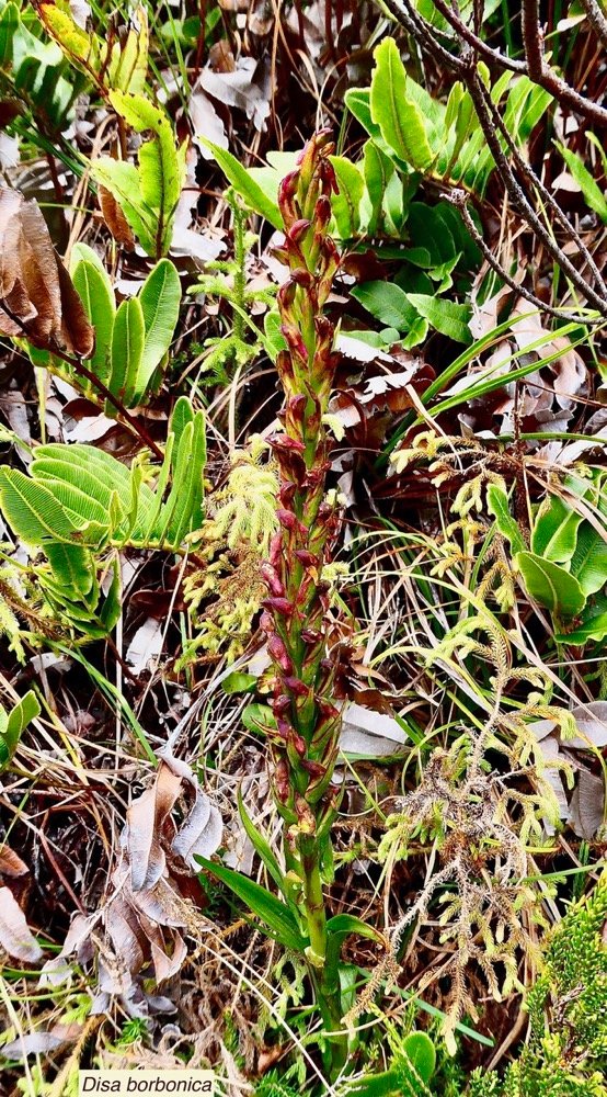 Disa borbonica Balf. f. et S. Moore.orchidaceae.endémique Réunion..jpeg
