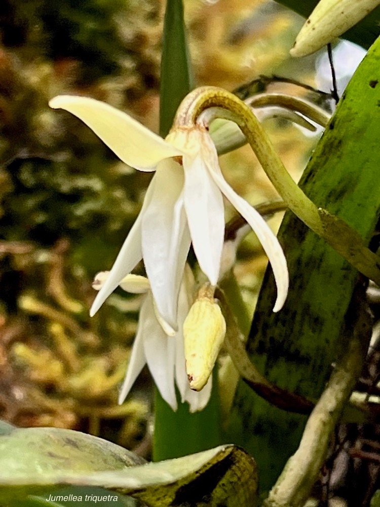 Jumellea triquetra .orchidaceae.endémique Réunion. (1).jpeg