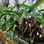 Jumellea triquetra .orchidaceae.endémique Réunion..jpeg