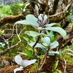 Nuxia verticillata.bois maigre.( rameau avec inflorescence en boutons et branches recouvertes de mousse et de plants d'orchidées )stilbaceae.endémique Réunion Maurice..jpeg