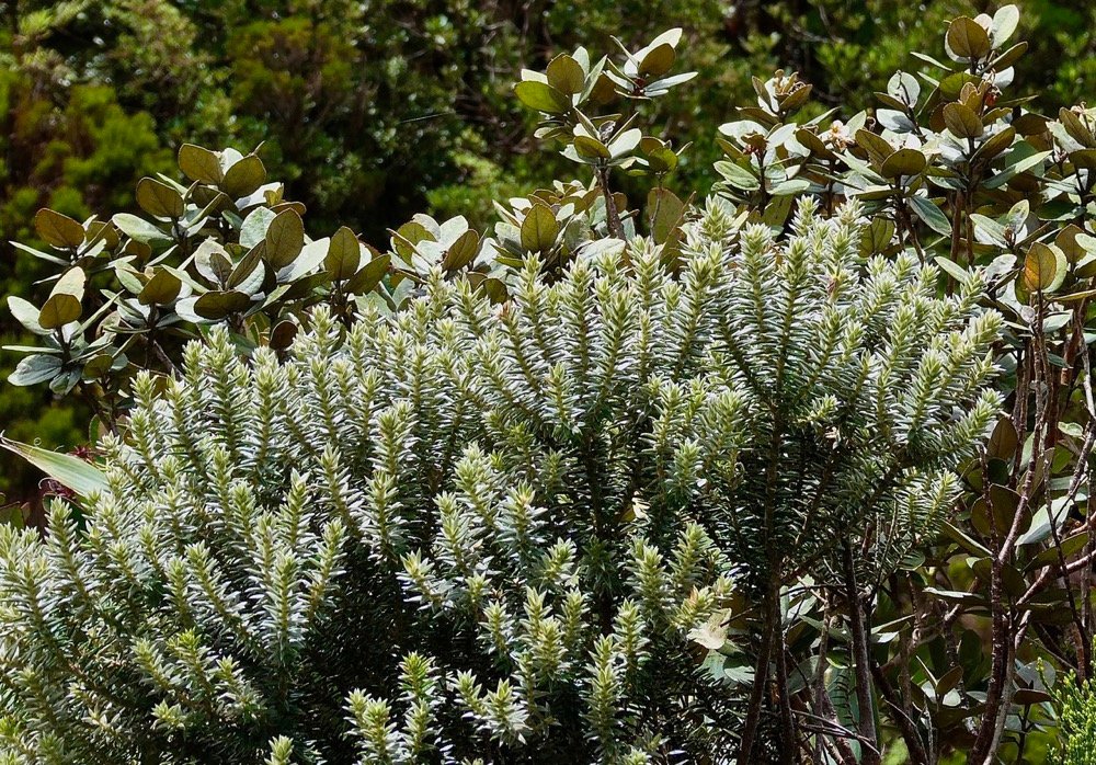 Phylica nitida  ambaville bâtard.(au premier plan ).rhamnaceae.endémique Réunion Maurice. Dombeya sp à l'arrière..jpeg