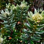 Phylica nitida  ambaville bâtard.rhamnaceae.endémique Réunion Maurice.jpeg
