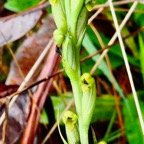 Tylostigma perrieri Schltr.Orchidaceae.endémique Madagascar et Mascareignes. (1).jpeg