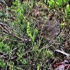 Tylostigma perrieri Schltr.Orchidaceae.endémique Madagascar et Mascareignes..jpeg