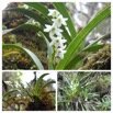 Angraecum striatum - EPIDENDROIDEAE - Endemique Reunion - 20230309_230716.jpg