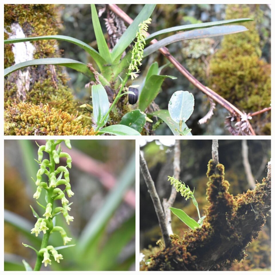 Benthamia nigrescens - ORCHIDOIDEAE - Indigene Reunion - 20230309_230931.jpg