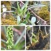 Benthamia nigrescens - ORCHIDOIDEAE - Indigene Reunion - 20230309_230931.jpg