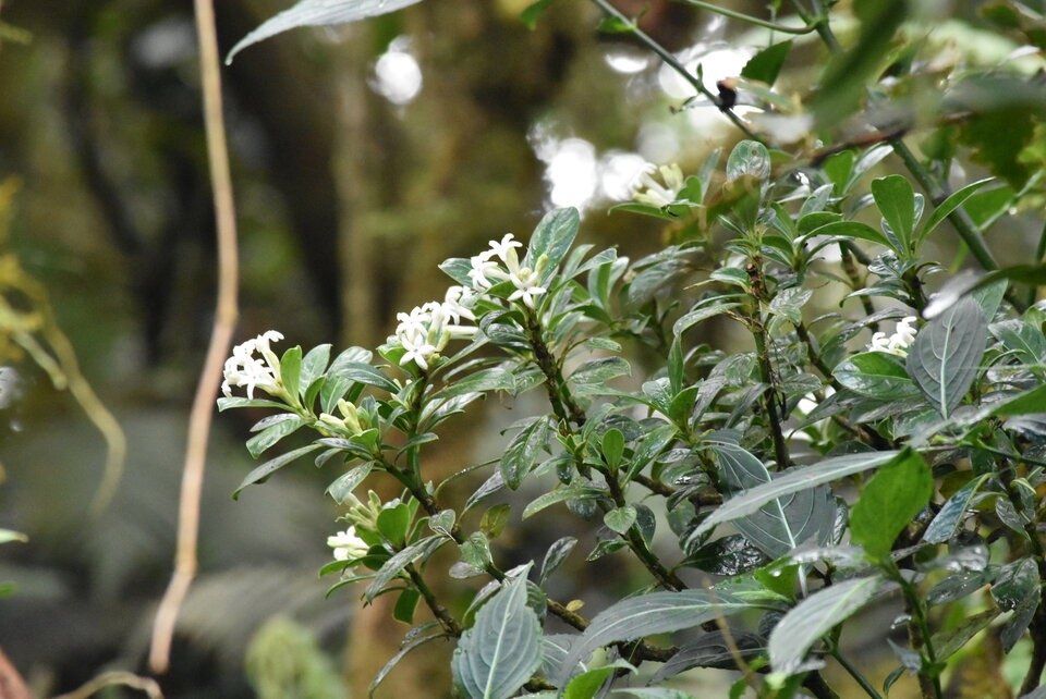 Chassalia gaertneroides - Bois de corail des hauts - RUBIACEAE - Endemique Reunion - MB3_1317.jpg