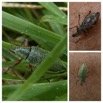 Cratopus somptuosus - CURCULIONIDAE - Endemique Reunion - 20230309_230130.jpg