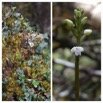 Cynorkis coccinelloides - ORCHIDOIDEAE - Indigene Reunion - 20230309_231017.jpg