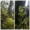 Cynorkis falcata - ORCHIDOIDEAE - Endemique Reunion - 20230309_231146.jpg