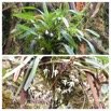 Jumellea triquetra - EPIDENDROIDEAE - Endemique Reunion - 20230309_231323.jpg