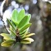 Melicope obscura (?) - Catafaye - RUTACEAE - Endemique Reunion - MB3_1372.jpg