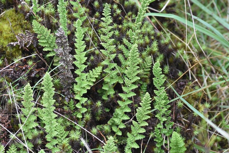 Mohria marginalis - ANEMIACEAE - Indigene Reunion - MB3_1328.jpg