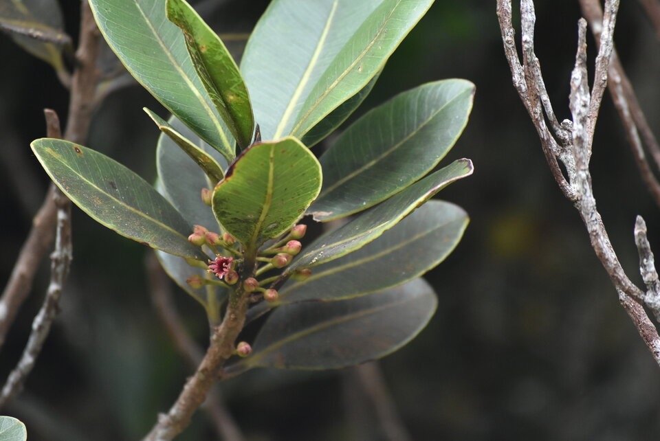 Sideroxylon borbonicum - Bois de fer batard - SAPOTACEAE - Endemique Réunion - MB3_1385.jpg