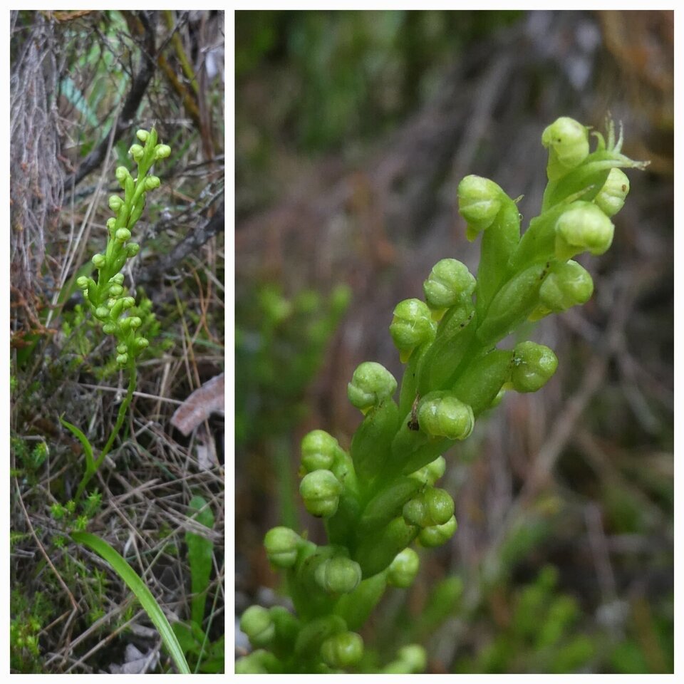Tylostigma perrieri - ORCHIDOIDEAE - Indigene Reunion - 20230309_231404.jpg