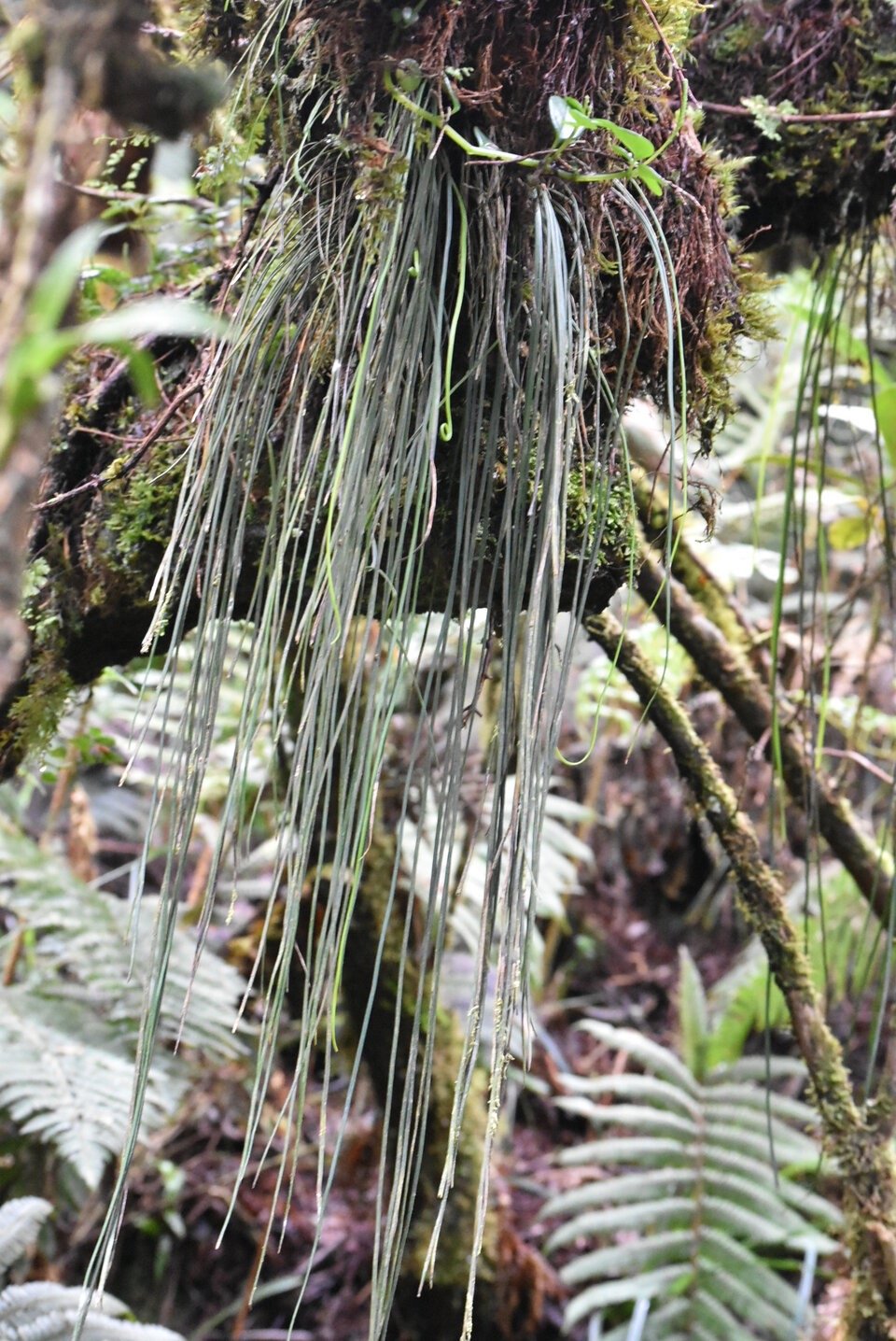 Vittaria isoetifolia - fougere ficelle - PTERIDACEAE - Indigene Reunion - MB3_1319.jpg