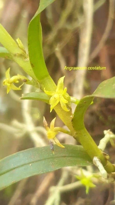Angraecum costatum Orchidaceae  Endémique La Réunion 20.jpeg