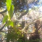 Angraecum costatum Orchidaceae  Endémique La Réunion 35.jpeg