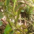 Angraecum costatum Orchidaceae  Endémique La Réunion 52.jpeg