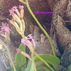 Cynorkis inermis Orchidaceae  Indigène La Réunion 07.jpeg