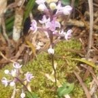Cynorkis ridleyi Orchidaceae  Indigène La Réunion 28.jpeg
