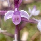 Cynorkis ridleyi Orchidaceae  Indigène La Réunion 52.jpeg