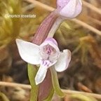 Cynorkis rosellata Orchidaceae  Indigène La Réunion 18.jpeg