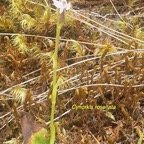 Cynorkis rosellata Orchidaceae Indigène La Réunion 57.jpeg
