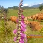 Digitalis purpurea Digitale pourpre Plantaginaceae E.E.45.jpg