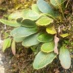 Elaphoglossum spatulatum Dryopterid aceae Indigène La Réunion 19.jpeg