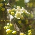 Geniostoma angustifolium Bois de piment Logan iaceae Endémique La Réunion ,Maurice 82.jpeg