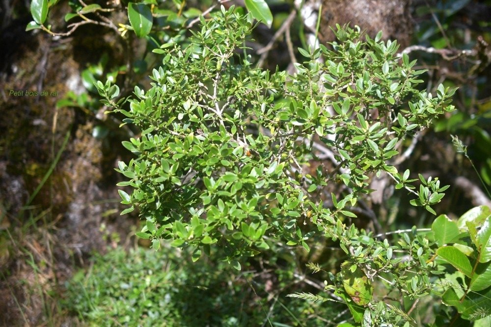 Geniostoma pedunculatum Petit bois de rat Logan iaceae Endémique La Réunion, Maurice 6461.jpeg