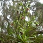 Heterochaenia ensifolia Campanulace ae Endémique La Réunion 6464.jpeg