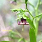 Heterochaenia ensifolia Campanulace ae Endémique La Réunion 6470.jpeg