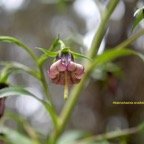 Heterochaenia ensifolia Campanulace ae Endémique La Réunion 6477.jpeg
