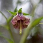 Heterochaenia ensifolia Campanulace ae Endémique La Réunion 6478.jpeg