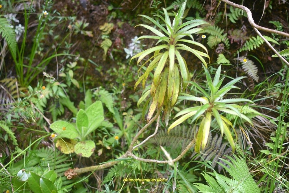 Heterochaenia ensifolia Campanulaceae Endémique La Réunion 6489.jpeg