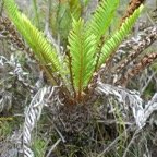 Lomariocycas tabularis Fausse osmonde Blechnaceae  Indigène LA Réunion, Maurice 6499.jpeg
