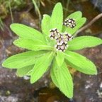 Psiadia anchusifolia Bouillon blanc Ast eraceae Endémique La Réunion 6490.jpeg