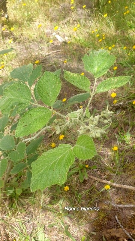 Rubus apetalus Ronce blanche Rosa ceae Indigène La Réunion20.jpeg