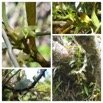 Angraecum_costatum_EPIDENDROIDEAE_Endemique_Reunion_20221221_172059.jpg